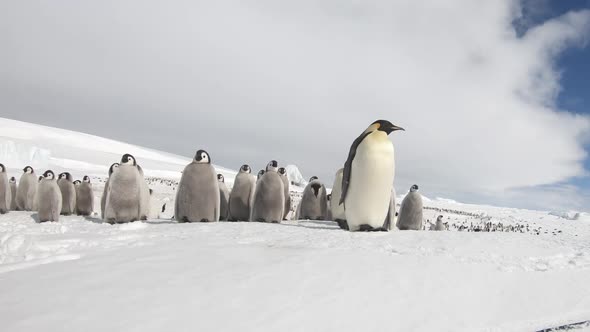 Emperor Penguins with Chiks Close Up in Antarctica