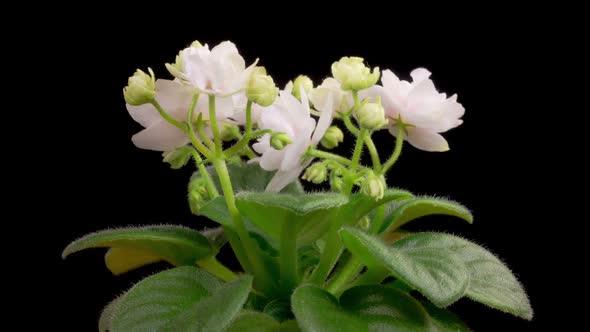 Time Lapse of Growing and Opening White Saintpaulia African Violet