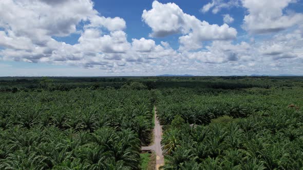 Aerial View of The Palm Oil Estates