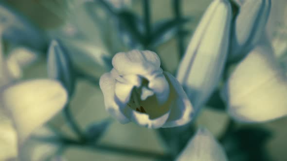 Lily Flower Blooming Opening Its Blossom