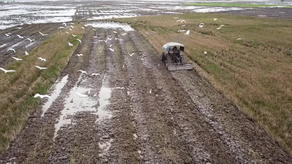 Flock of white egret birds follow tractor s