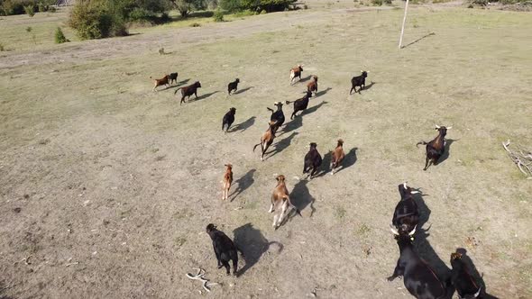 Running bulls on a large meadow