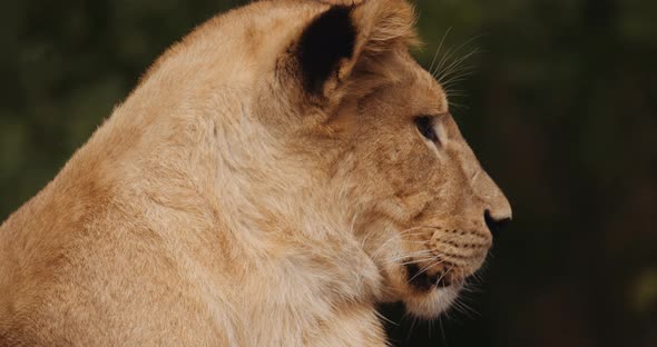 Close Up Of Lion Cub In Safari Park