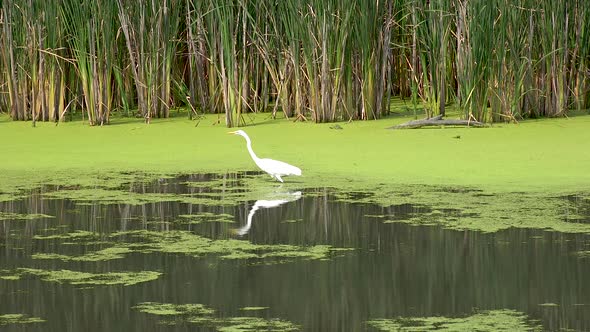 white heron hunting fish in wetland swamp in summer 4k