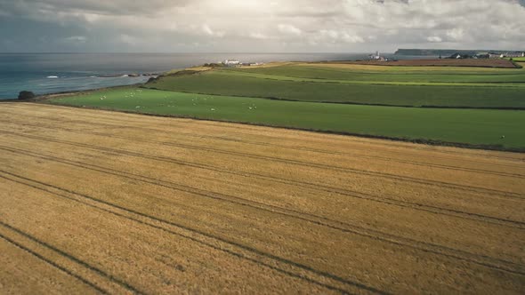 Sun Fields with Animals Aerial