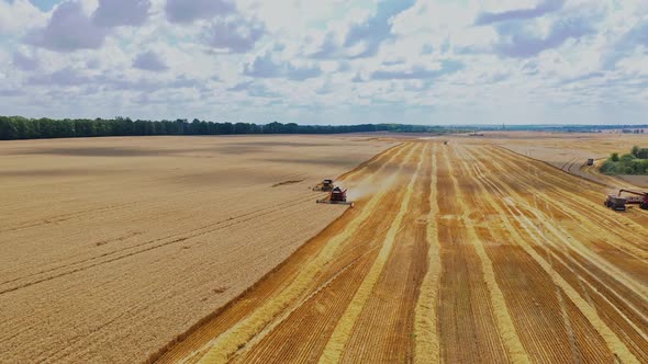 Flying over golden field with seasonal works. Combines are harvesting ripe crop