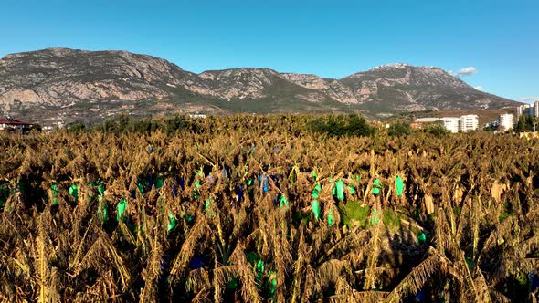 Dry Banana Plantations Aerial View 4 K Alanya Turkey