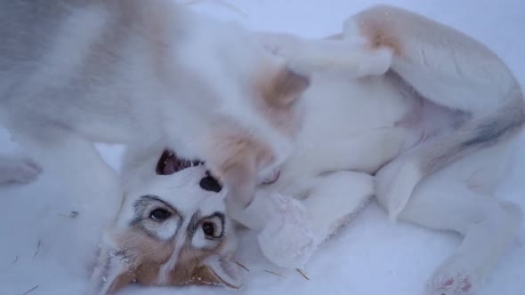 Siberian husky puppies playing in the snow, in Lapland, Finland