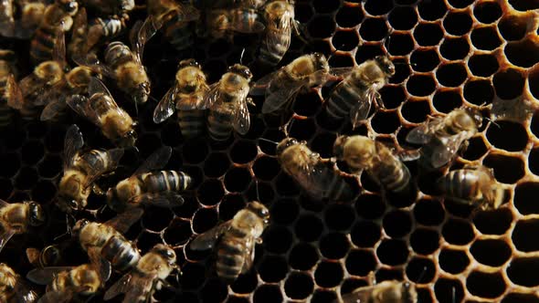 Close-up of honey bee frame covered with bees