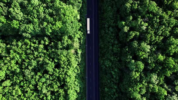 Succulent Green Forests on Both Sides of Road