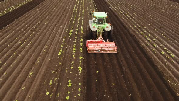 Tractor Cultivates the Land in the Field