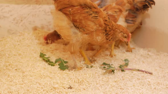 Small Chickens in Chicken Coop on Litter of Sawdust Wooden Farm