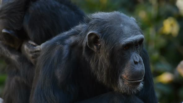 Common Chimpanzee