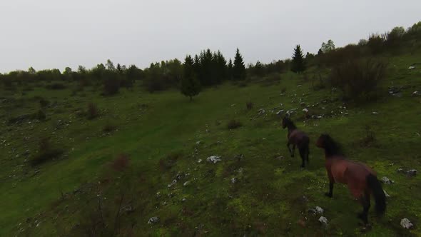 A Herd of Wild Horses Running Through a Forest During Heavy Rainfall