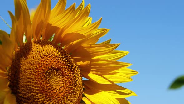 A yellow sunflower against the background of the sky is developing in the wind.