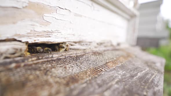 Honey Bees in slow motion.