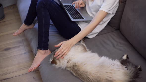 Unrecognizable Girl is Working on Laptop on Sofa and Big Cat is Laying Down Nearby