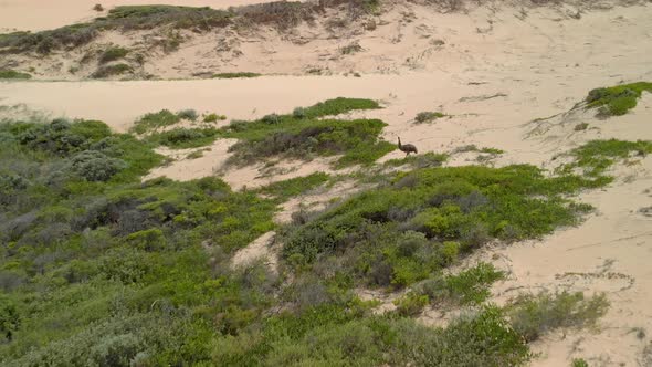 Forward moving aerial shot of an emu among a large landscape of sand-dunes.
