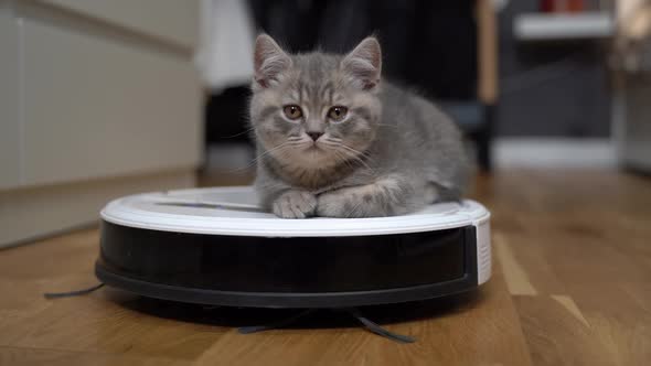 Cute Little Scottish Straight Kitten Gray Color Tired Running and Playing with Robot Vacuum Cleaner