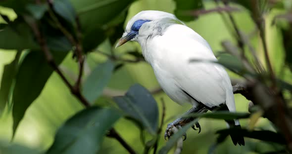 Bali myna  