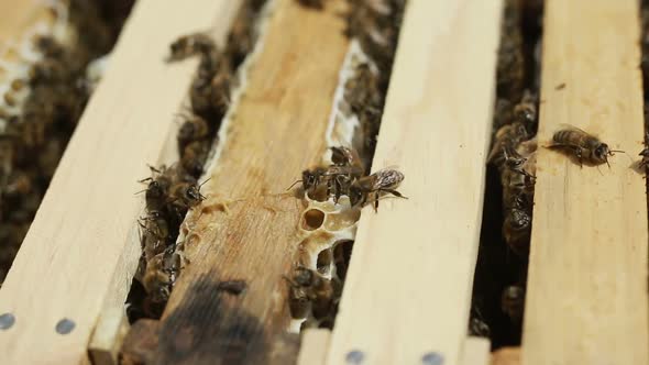 Bees Are Working On A Beeswax In A Bee Hive