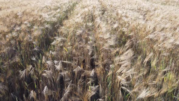 Aerial View on Ripe Wheat Field in Countryside