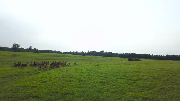 Deer Frolic on a Meadow on the Background of the Cloudless Sky