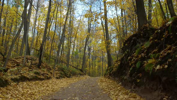 Beautiful yellow forest