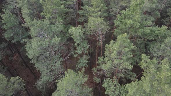 Trees in a Pine Forest During the Day Aerial View