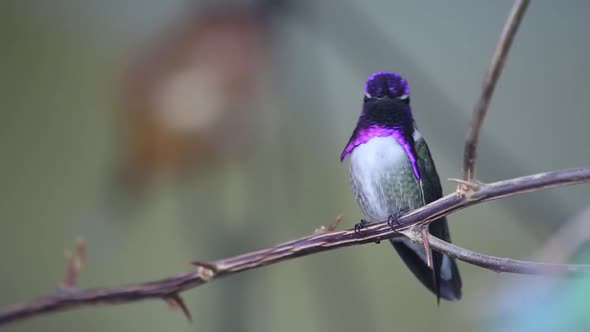 Isolated on green background, small, attractive colibri, Purple-throated Woodstar, Calliphlox mitche