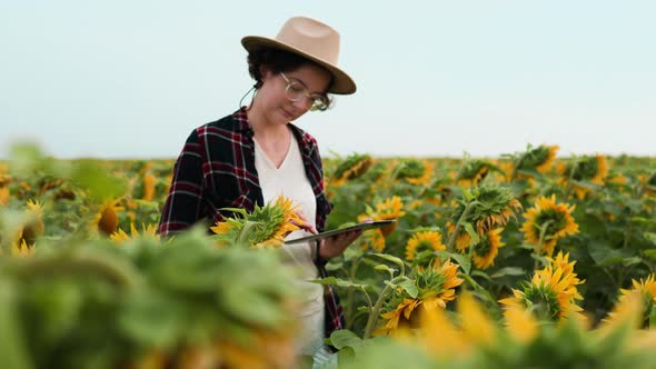 A Farmer Inspects Sunflower Flowers In His Field. A Young Farmer Woman Standing In A Field