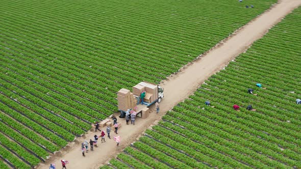 Beautiful Circular Aerial of Strawberry Picking Farm. Loading Truck on the Field