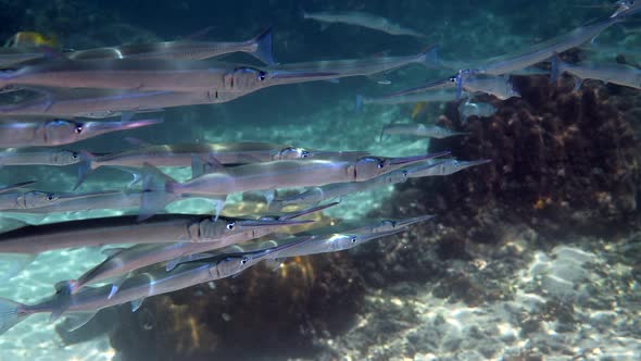 School of Reef Needlefish or Belonidae Hunting on a Coral Reef