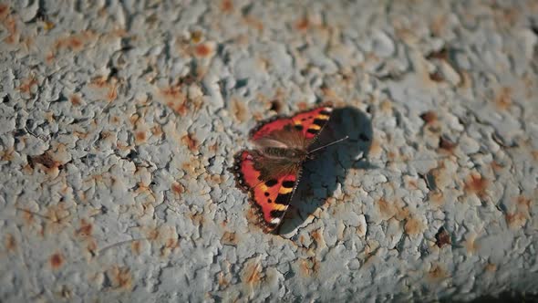 Butterfly On Metal