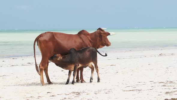 African Humpback Cow Feeds a Calf on a Tropical Sandy Beach By Ocean Zanzibar