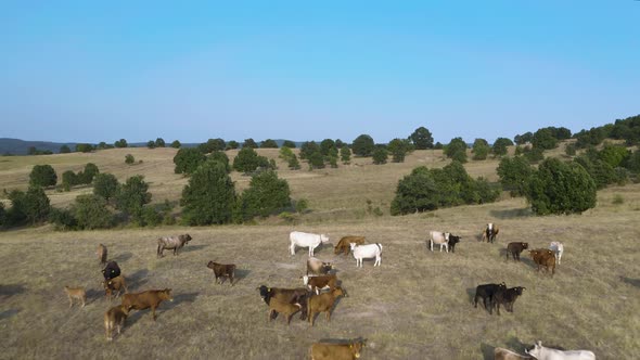Aerial of grass-fed cows grazing on pasture at meat producing ranch