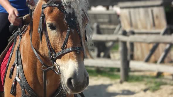 Portrait of Beautiful Horse on a Sunny Day