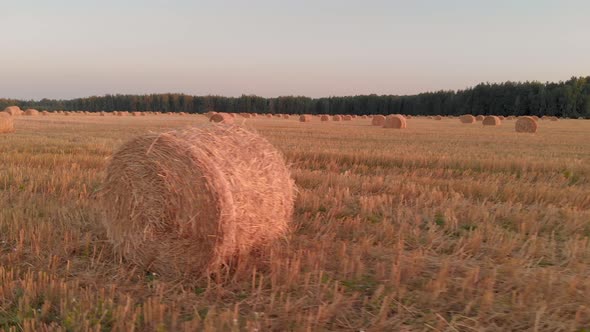 Rolls of Straw Lying on Stubble