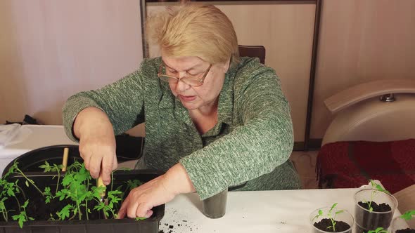 A Woman Transplants a Tomato Seedling with a Spatula Into a Pot of Compost