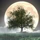 Tree In The Wind Over The Moon 4K - VideoHive Item for Sale