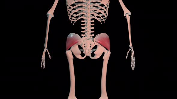 Gluteus Medius Muscles Full Roration Loop