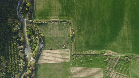 Aerial View on Green Wheat Field in Countryside