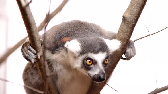 Rack focus from lemur to branch peeking