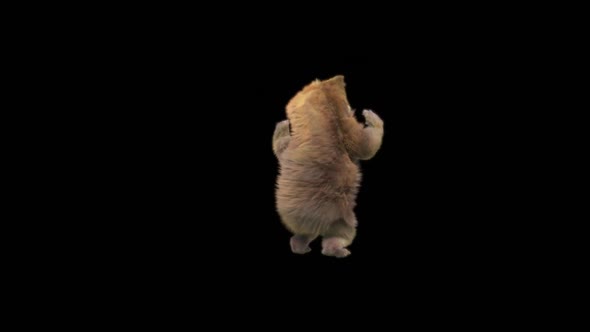 129 Bear Dancing HD