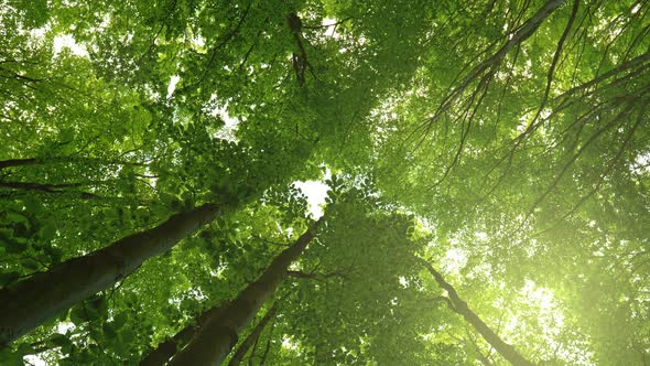 Walking in Shade of Green Forest Trees. Midday Sun Breaks Through the Leaves. Green Wood or Park