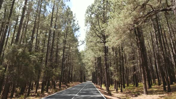 POV Driving Through a Pine Forest in Mountains. Point of View Driving,view From Inside the Car on