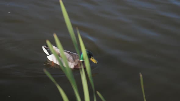 Duck Flaps Wings Over Water Swimming in Lake with Reeds