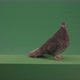 Elite Pigeon Professionally Kisses A Camera Isolated On Chromakey Background - VideoHive Item for Sale