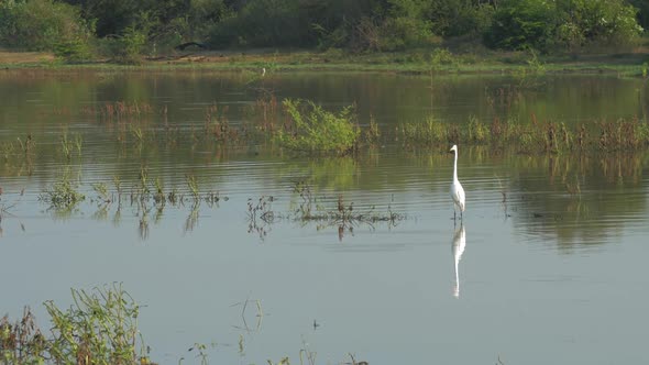 White Great Egret Stands in Small Lake at Trees Silhouettes