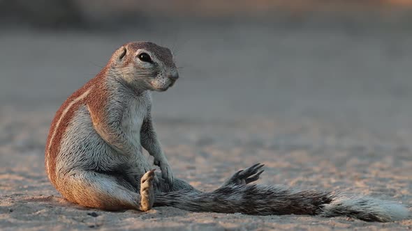 Sitting Ground Squirrel - Kalahari Desert